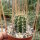 Echinocereus spec. P 300