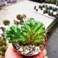 Echinocereus spec.   cristata