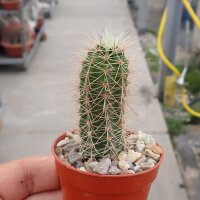 Echinocereus spec. Fresnillo