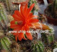 Echinocereus spec. La Bufa aff. scheeri 2,7 km nach La Bufa