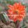 Echinocereus spec. La Bufa aff. scheeri 2,7 km nach La Bufa