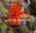 Echinocereus spec. La Bufa aff. scheeri 2,7 km nach La Bufa