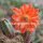 Echinocereus spec. La Bufa aff. scheeri 2,7 km nach La Bufa