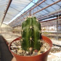 Echinocereus spec. Texas aff. enneacanthus