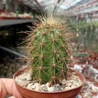 Echinocereus spinigemmatus L 1246