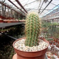 Echinocereus spinigemmatus L 1246