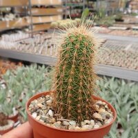 Echinocereus spinigemmatus L 1246