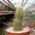 Echinocereus spinigemmatus L 1246
