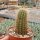 Echinocereus spinigemmatus L 1246