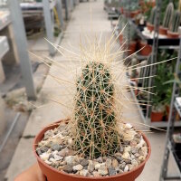 Echinocereus stramineus