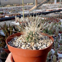Echinocereus stramineus