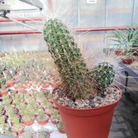 Echinocereus stramineus