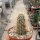 Echinocereus stramineus