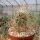 Echinocereus stramineus