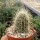 Echinocereus stramineus