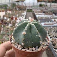 Echinocereus subinermis