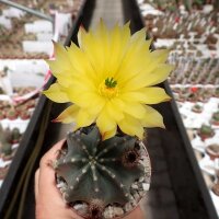 Echinocereus subinermis