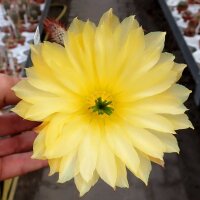 Echinocereus subinermis