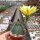 Echinocereus subinermis