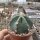 Echinocereus subinermis