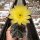 Echinocereus subinermis