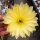 Echinocereus subinermis