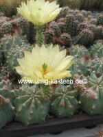 Echinocereus subinermis v. aculeatus