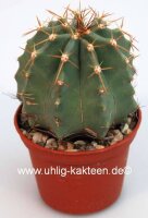 Echinocereus subinermis v. aculeatus