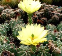 Echinocereus subinermis v. luteus