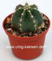 Echinocereus subinermis v. luteus