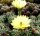 Echinocereus subinermis v. luteus