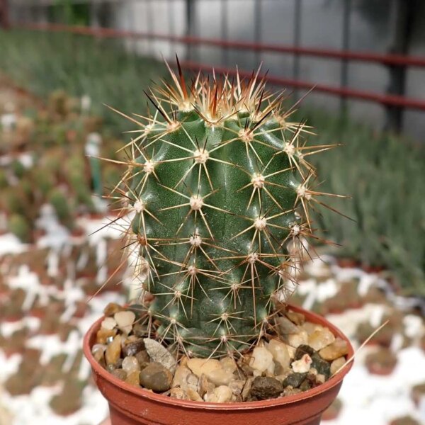 Echinocereus subinermis v. ochoterenae