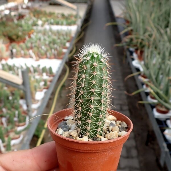 Echinocereus subterraneus