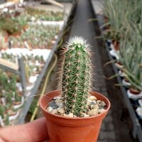 Echinocereus subterraneus