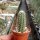 Echinocereus subterraneus