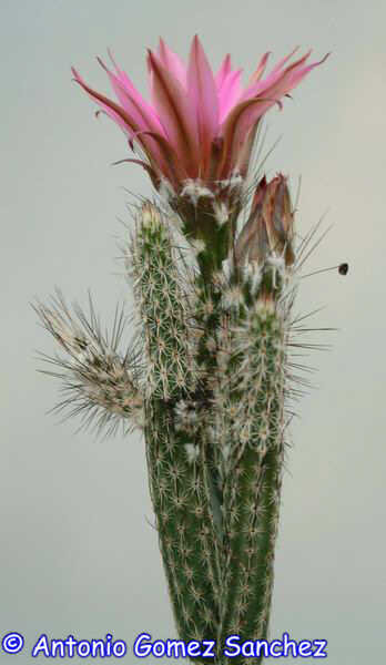 Echinocereus poselgeri