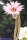 Echinocereus poselgeri