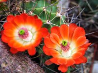 Echinocereus triglochidiatus Orangade (dw)