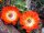 Echinocereus triglochidiatus Orangade (dw)