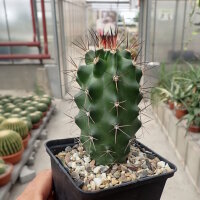 Echinocereus triglochidiatus (dw)