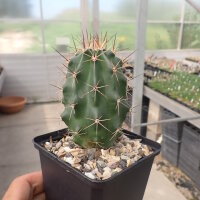 Echinocereus triglochidiatus (dw)