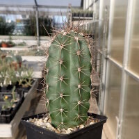 Echinocereus triglochidiatus (dw)