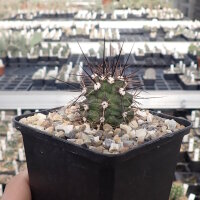 Echinocereus triglochidiatus (dw)