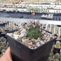 Echinocereus triglochidiatus (dw)