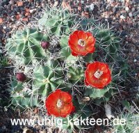 Echinocereus triglochidiatus (dw)
