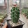 Echinocereus triglochidiatus (dw)