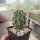 Echinocereus triglochidiatus (dw)