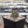 Echinocereus triglochidiatus (dw)