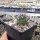 Echinocereus triglochidiatus (dw)
