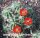 Echinocereus triglochidiatus (dw)